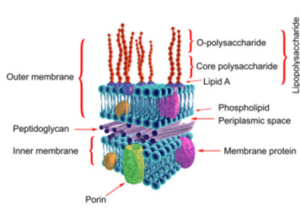 Gram negative Bacterial infections