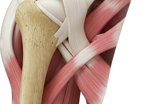 Shoulder Joint Separation
