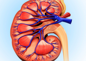 Management of Renal and Ureteric Trauma