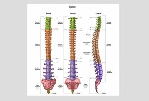 Spine &amp; Hip Surgery