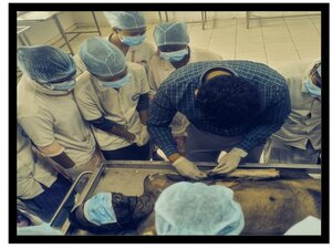 Practical-Performing Body Dissection