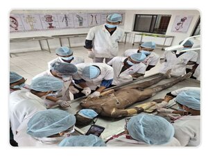 Practical-Performing Body Dissection